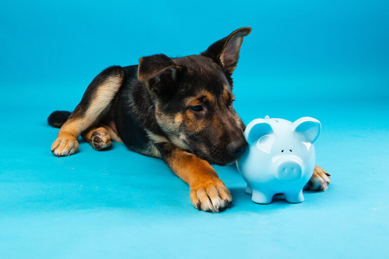 Finding Balance in Pet Ownership and Budgeting Your Finances